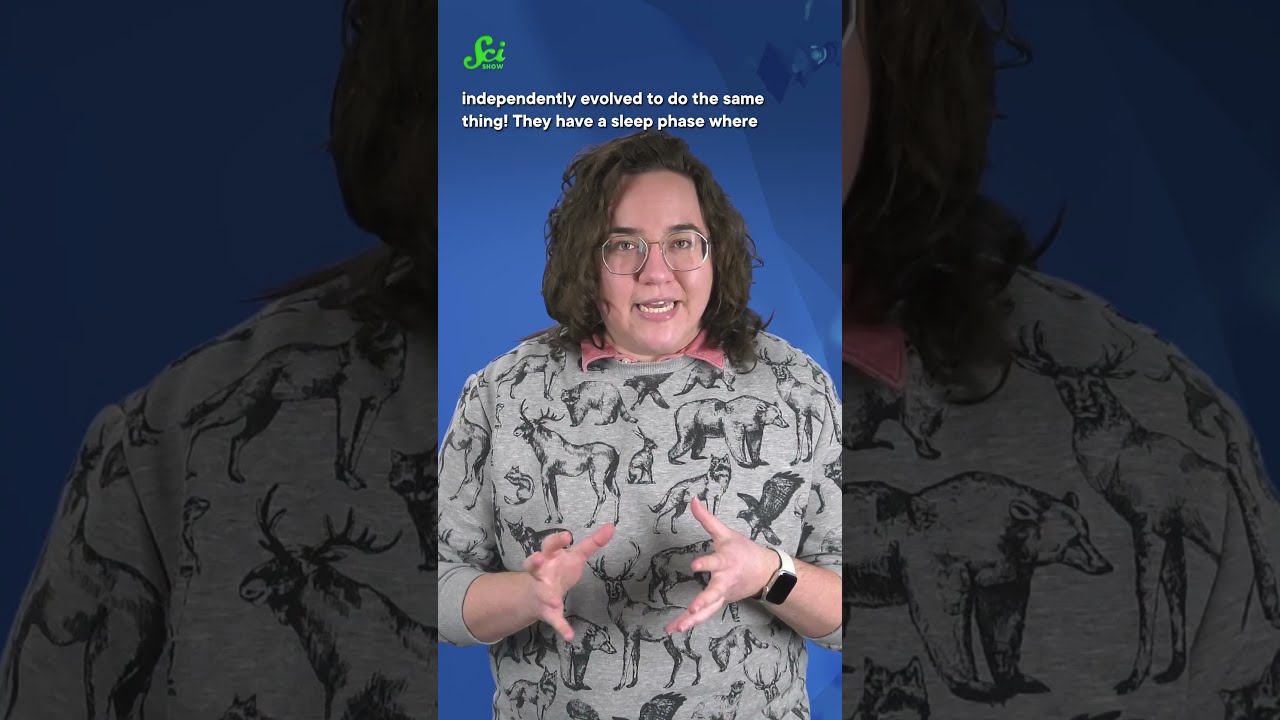 Cephalopods Might Have Nightmares Too Shorts Science SciShow Octopus