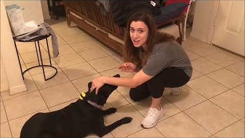 TAMU CSCE 462 Final Demo - Droverwatch