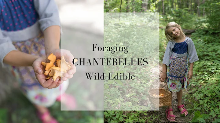 Foraging Chanterelle Mushrooms | Wild Edibles