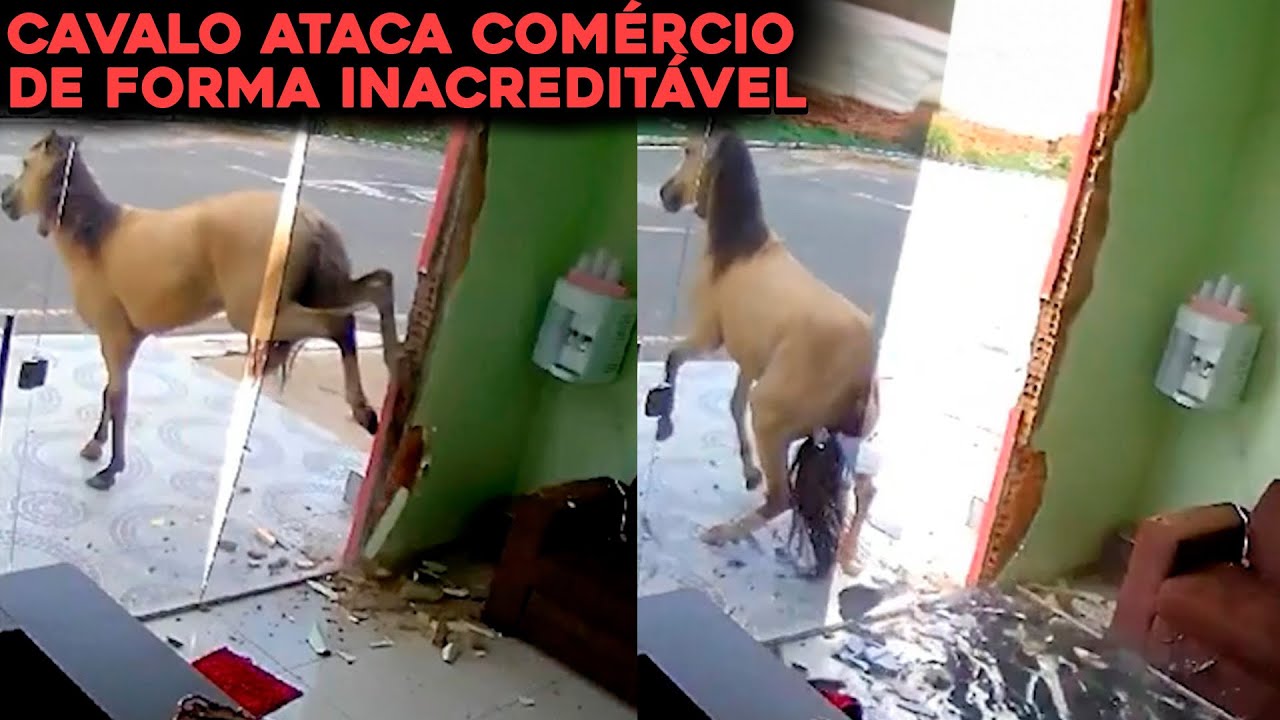 CAVALO ATACA COMÉRCIO COM COICES DE FORMA INACREDITÁVEL