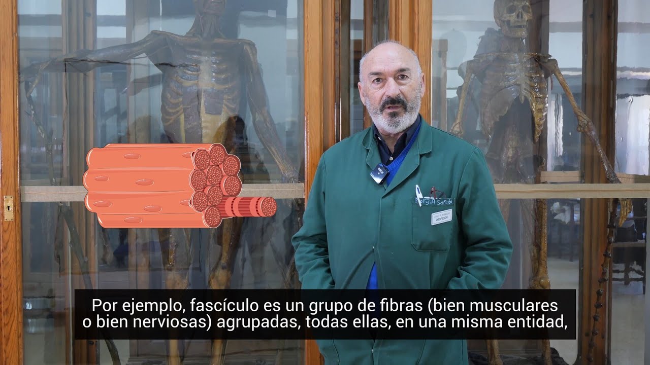 ¿Sabes qué significa 'Fascículo' en Anatomía?
