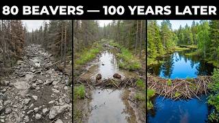 Sweden Released 80 Beavers Into Dead Rivers — What They Did With Mud and Sticks Changed Everything