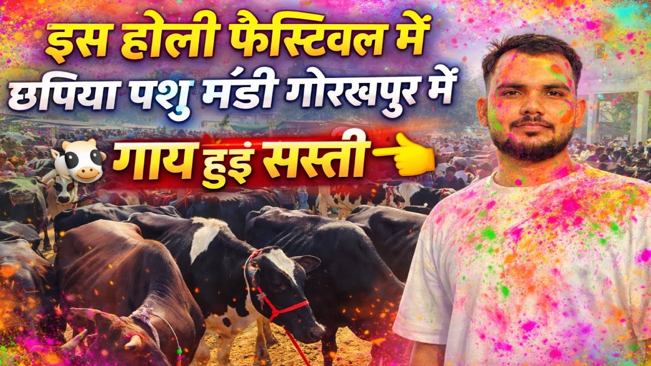 В этом году на празднике Холи коровы подешевели на скотном рынке Чхапия в Горакхпуре 🐄 | Актуальн...