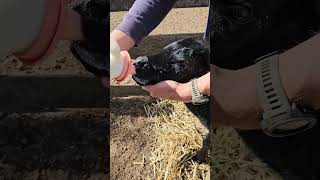 She really is the cutest baby cow😍 #babycow #farming #cute #feed #shorts