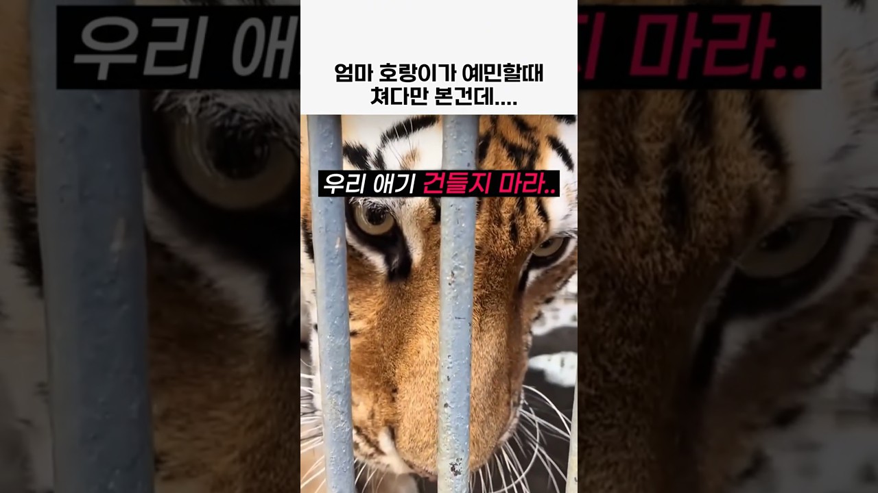 엄마 호랑이가 예민할때 #호랑이#동물#animal#힐링