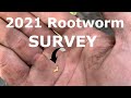 2021 Midwest Western Corn Rootworm Survey