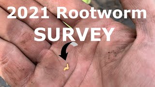 2021 Midwest Western Corn Rootworm Survey