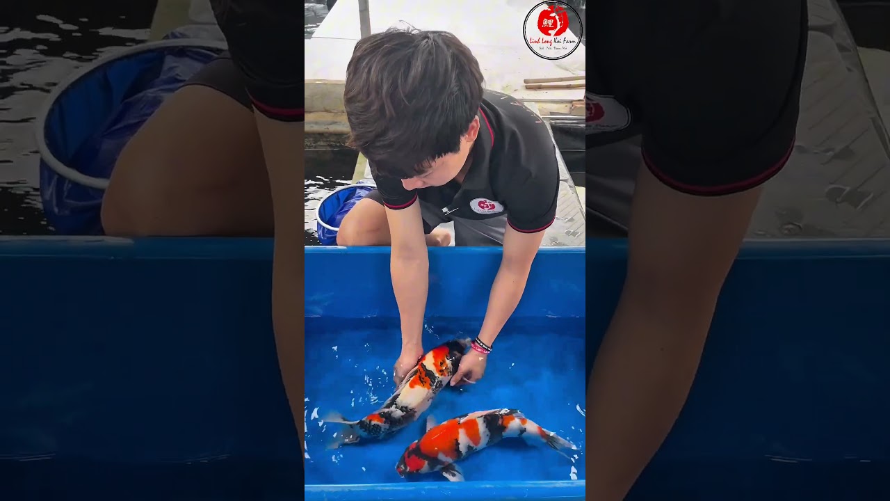 Linh Long Koi Farm mang Koi Even đi thi Tp. Hồ Chí Minh 