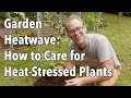 Garden Heatwave: How to Care for Heat-Stressed Plants