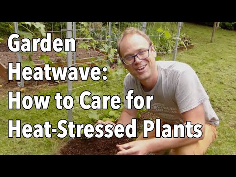 Video: Vliv tepelného stresu na rostliny: Jak pečovat o rostliny v horkém počasí