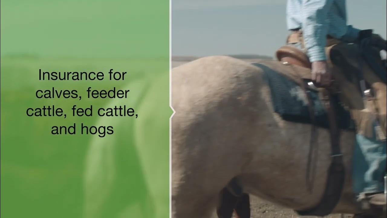 Livestock Price Insurance 