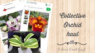 Unboxing orchids I ordered online in Oct 2022 | Collective orchid haul | Online shopping screenshot 3