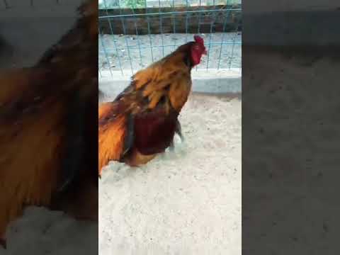 Video tôi yêu động vật Gà khét phần 2 #shorts - youtube