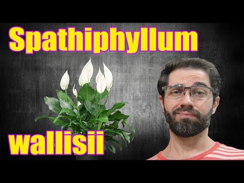 Vídeo: Plantas De Casa. Spathiphyllum: Crescendo E Cuidando