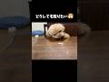 おやつに本気すぎる子犬😂
