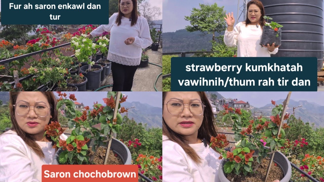 Saron Fur ah enkawl chhoh dan tur,strawberry vawihnihna rah tura ka enkawl chhoh zel dan🎉🎉