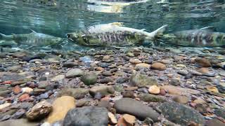 Chum Salmon Spawning at Wood's Landing