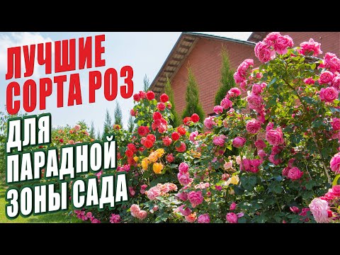 Лучшие Сорта Роз Для Парадной Зоны