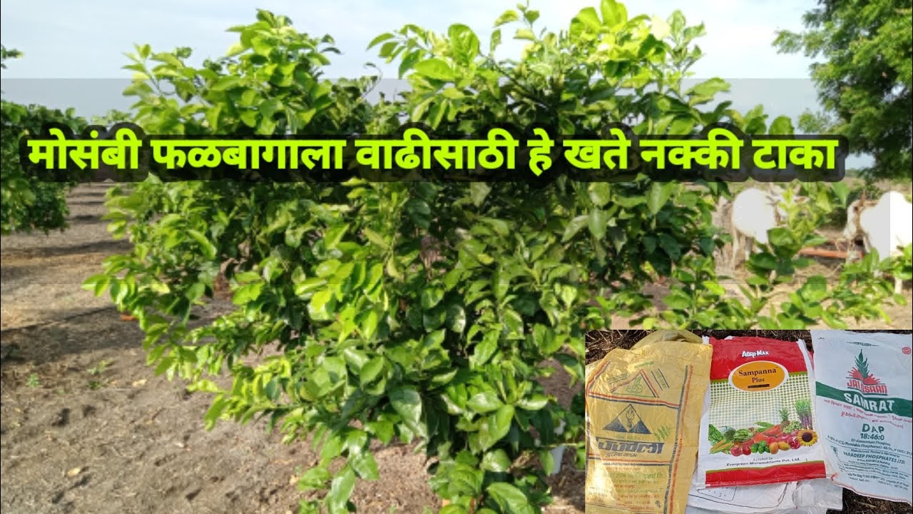 मोसंबी फळबागाला ही खते नक्की टाका#kavadgaoncha#setkari#dap# micronutrient# uriya