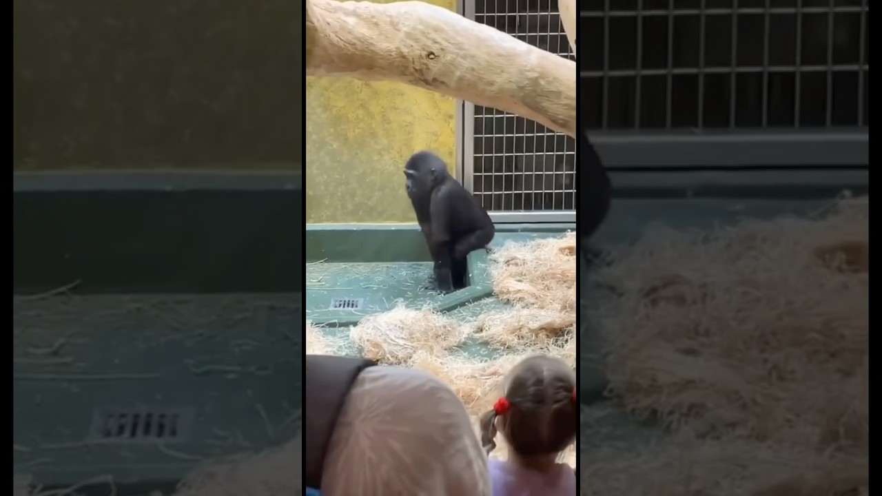 Linggang guli guli part 18