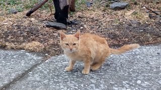 猫島の子猫、島の人に付いていく猫の群集に加わる