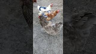 Ameraucanas Lay Eggs That Are Blue Inside And Out #chickens #homesteading #chickenlife