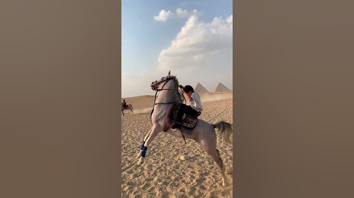 الحصان المدهش🔥 #السمان #خيل #arabianhorse