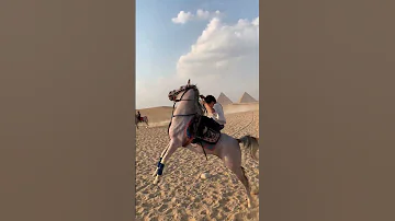 الحصان المدهش السمان خيل Arabianhorse 