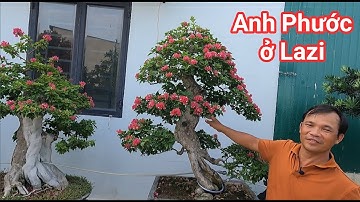 Tham quan và giao lưu vườn Bonsai đẹp giá trị của Anh Phước ở thị xã Lazi Bình Thuận