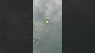 입질인지 아닌지 눈치싸움 레전드 #낚시 #fishing