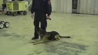 Suffolk County Police K-9 Unit