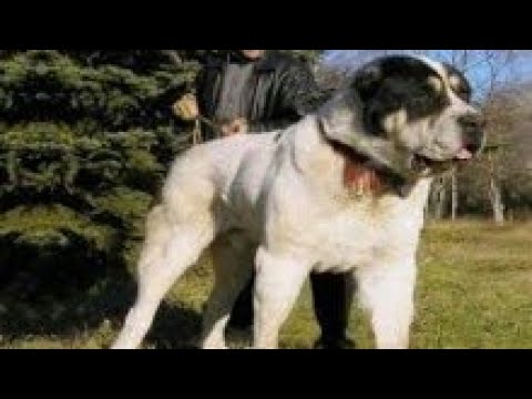 Video: Skye Terrier It Zoti Hipoallergen, Sog'liq Va Umr Ko'rish Muddati