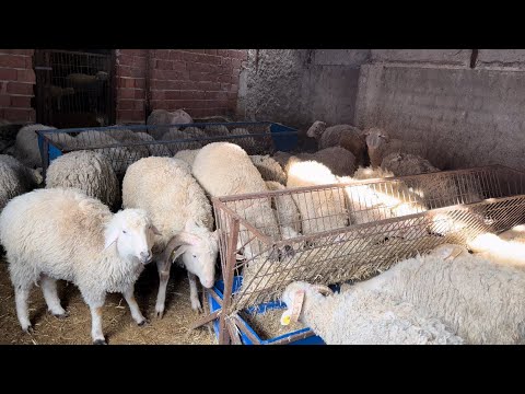 SÜRÜYE ÇELERME VURDUK - KOYUNLARA GÜNLÜK BAKIM - KUZULAR KOCAMAN OLDULAR ( koyun kuzu videoları )