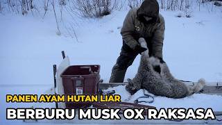 Hidup Di Alaska Beku Berburu Landak Bikin Lilin Tangkap Muskox | Nafas Liar