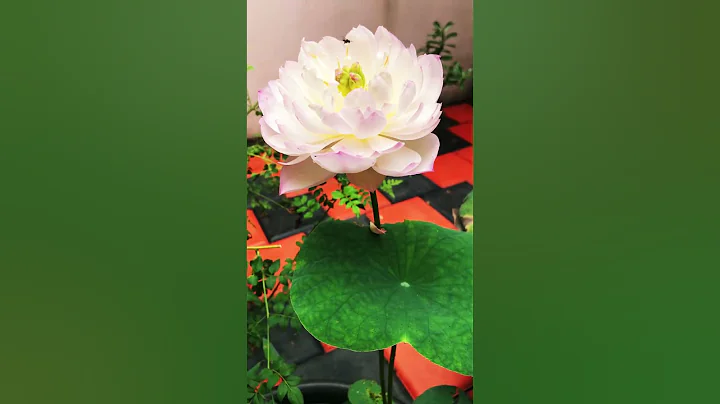 Lotus plant - DayDayNews