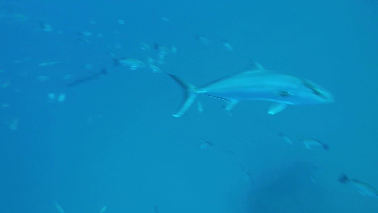 Salvimar predathor vouto amberjack - YouTube