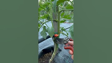 #pruning tomato! #agribros #gardening #asmr #garden #cuttingskills #agriculture #tomato #planting