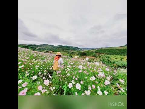 Dalat _  Vùng ngoại ô_  #lovesong #instrumental  #song   #dalat #vietnam #song #she's the moon