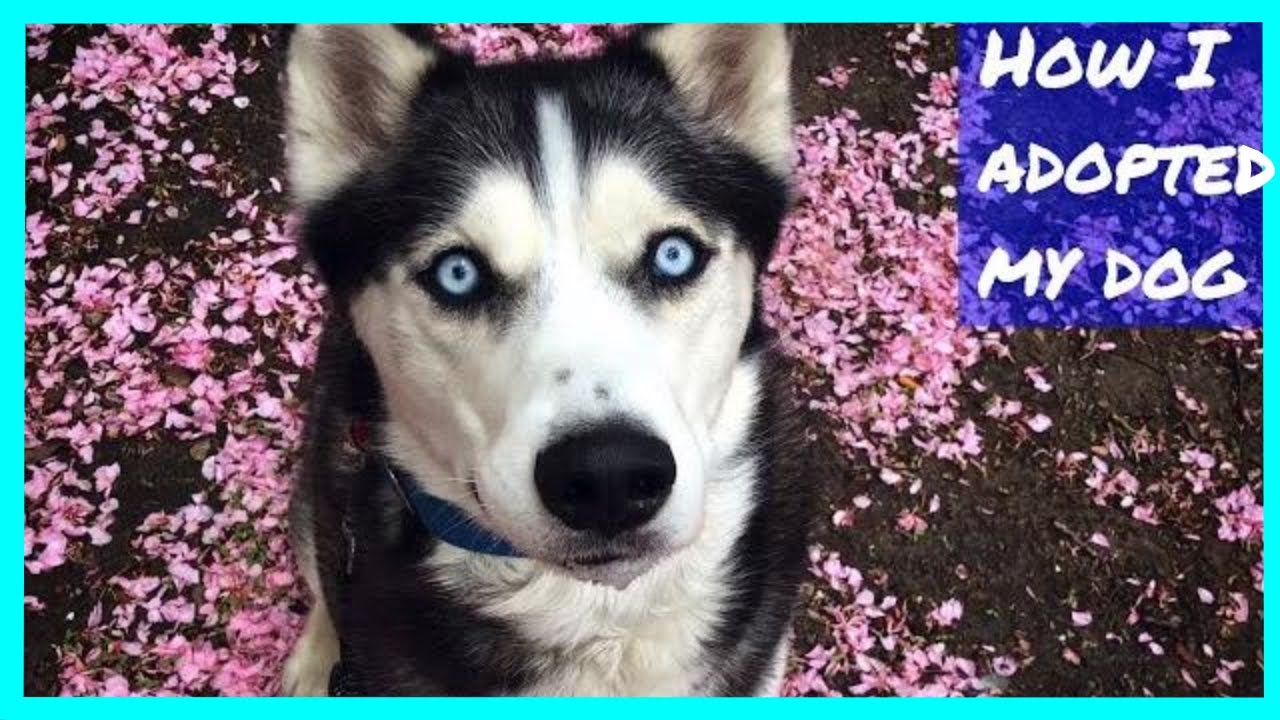 How I Adopted My Siberian Husky | Dog Adoption