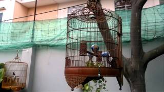 Chim Của Brian