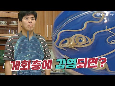 충격! 사람도 개회충에 감염될 수 있다?, KBS 120827 방송