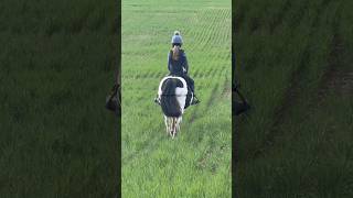 this time last year , take me back 😔 #horse #hacking #oldpony #fyp #equestrian