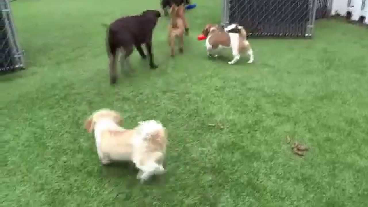 Puppy Play Group Club and Daycare All Pets Vet Hospital New Jersey