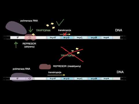 Wideo: Czy operon trp jest indukowalny czy represjonowany?