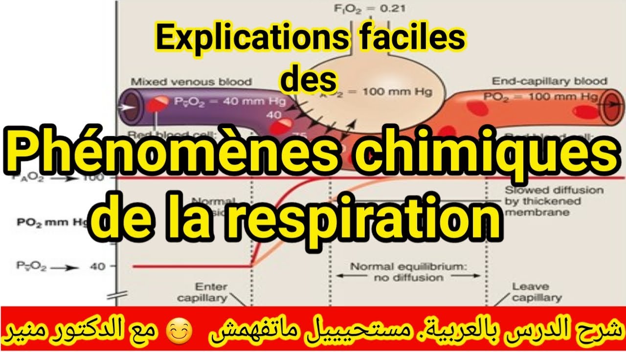Les phénomènes chimiques de la respiration : anatomie et physiologie de ...