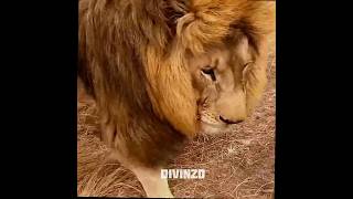 [🌎 Earth without human is perfect]edit#phonk#luz roja#slowed#fypシ#viral#likee #100millionviews#viral