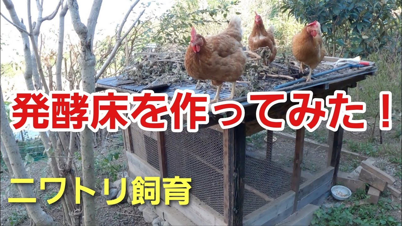 鶏舎の発酵床を作ってみた！　ニワトリ飼育