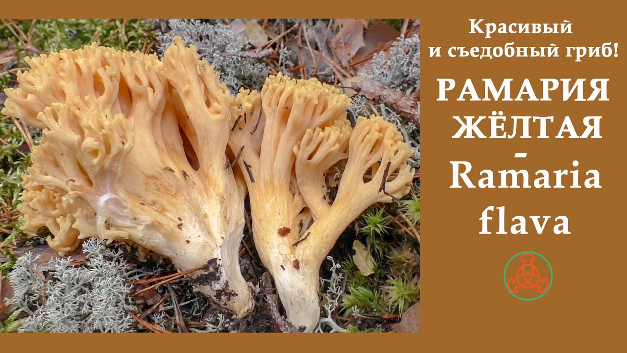 Красивый и съедобный гриб! РАМАРИЯ ЖЁЛТАЯ - Ramaria flava. - YouTube