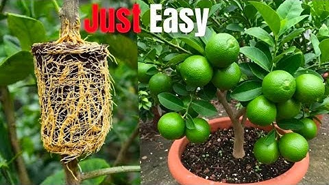 🌱How to Grow Lemon Tree FAST Step-by-Step Guide to Quick Rooting