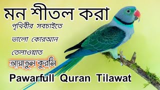 pawarfull Quran Tilawat 🕋 পৃথিবীর সবচাইতে ভালো কোরআন তেলাওয়া 💯 আয়াতুল কুরসি